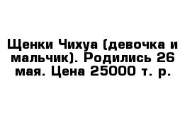 Щенки Чихуа (девочка и мальчик). Родились 26 мая. Цена 25000 т. р.